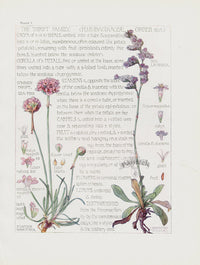 Adams 1907 The Thrift Family - Panteek Antique Prints