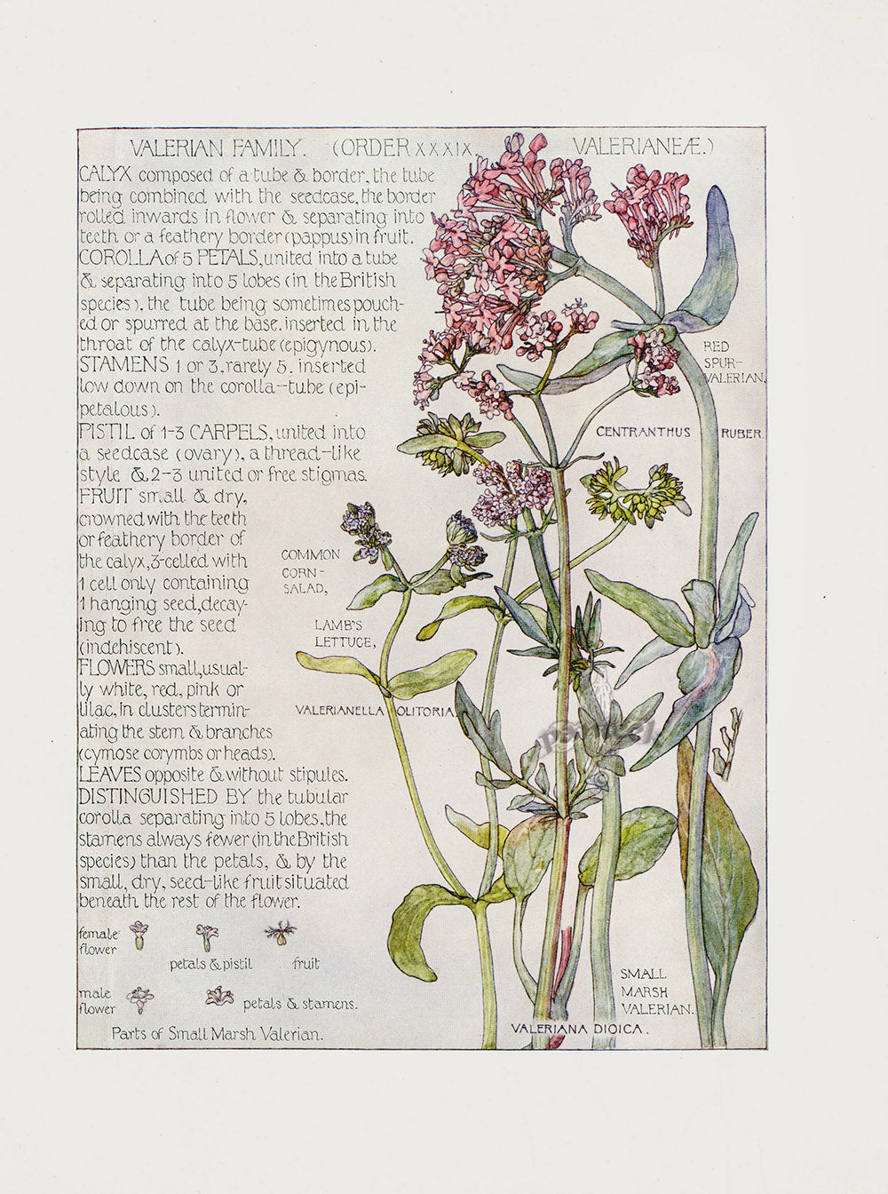 Adams 1907 Valerian Family