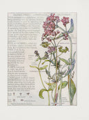 Adams 1907 Valerian Family - Panteek Antique Prints