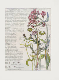 Adams 1907 Valerian Family - Panteek Antique Prints
