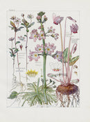 Adams 1907 Water Violet, Cyclamen - Panteek Antique Prints