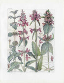 Adams 1907 White Horehound, Common Hemp Nettle - Panteek Antique Prints