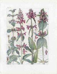 Adams 1907 White Horehound, Common Hemp Nettle - Panteek Antique Prints