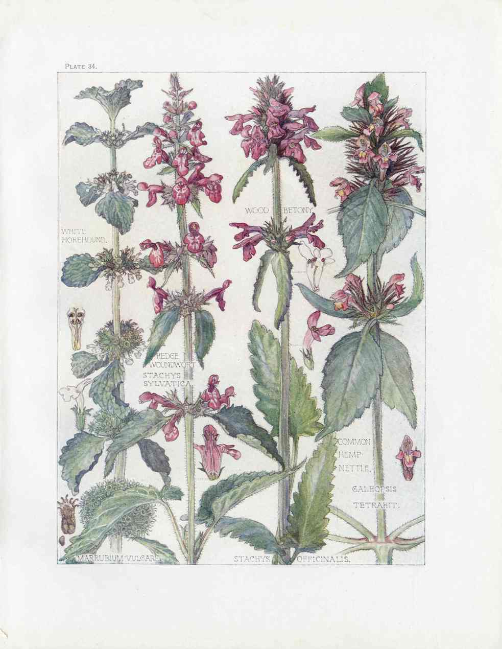 Adams 1907 White Horehound, Common Hemp Nettle