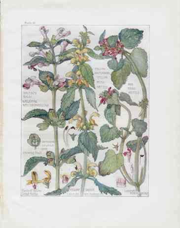 Adams 1907 Yellow Archangel