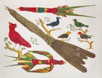 Albertus Seba Locupletissimi Folio Bird Engraving Parrots, Cardinal - Panteek Antique Prints