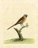 Albin Bearded Titmouse - Panteek Antique Prints