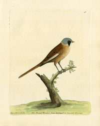 Albin Bearded Titmouse - Panteek Antique Prints