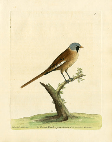 Albin Bearded Titmouse - Panteek Antique Prints