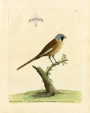 Albin Bearded Titmouse - Panteek Antique Prints