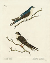 Albin Bird Print Martin, Sand or Bank Martin, Hirundo agrestis - Panteek Antique Prints