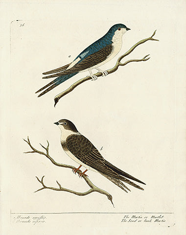 Albin Bird Print Martin, Sand or Bank Martin, Hirundo agrestis