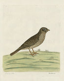 Albin Bunting, Emberiza Alba - Panteek Antique Prints