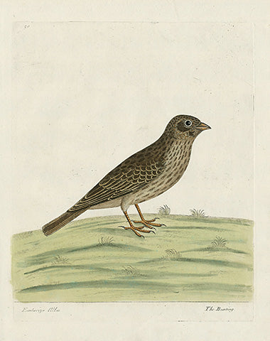 Albin Bunting, Emberiza Alba - Panteek Antique Prints