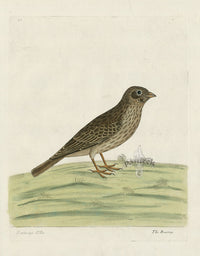 Albin Bunting, Emberiza Alba - Panteek Antique Prints