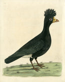 Albin Carafow Cock - Panteek Antique Prints