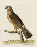 Albin Cock Ringtail - Panteek Antique Prints