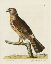 Albin Cock Ringtail - Panteek Antique Prints