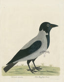 Albin Cornix cinerea, Royston Crow - Panteek Antique Prints