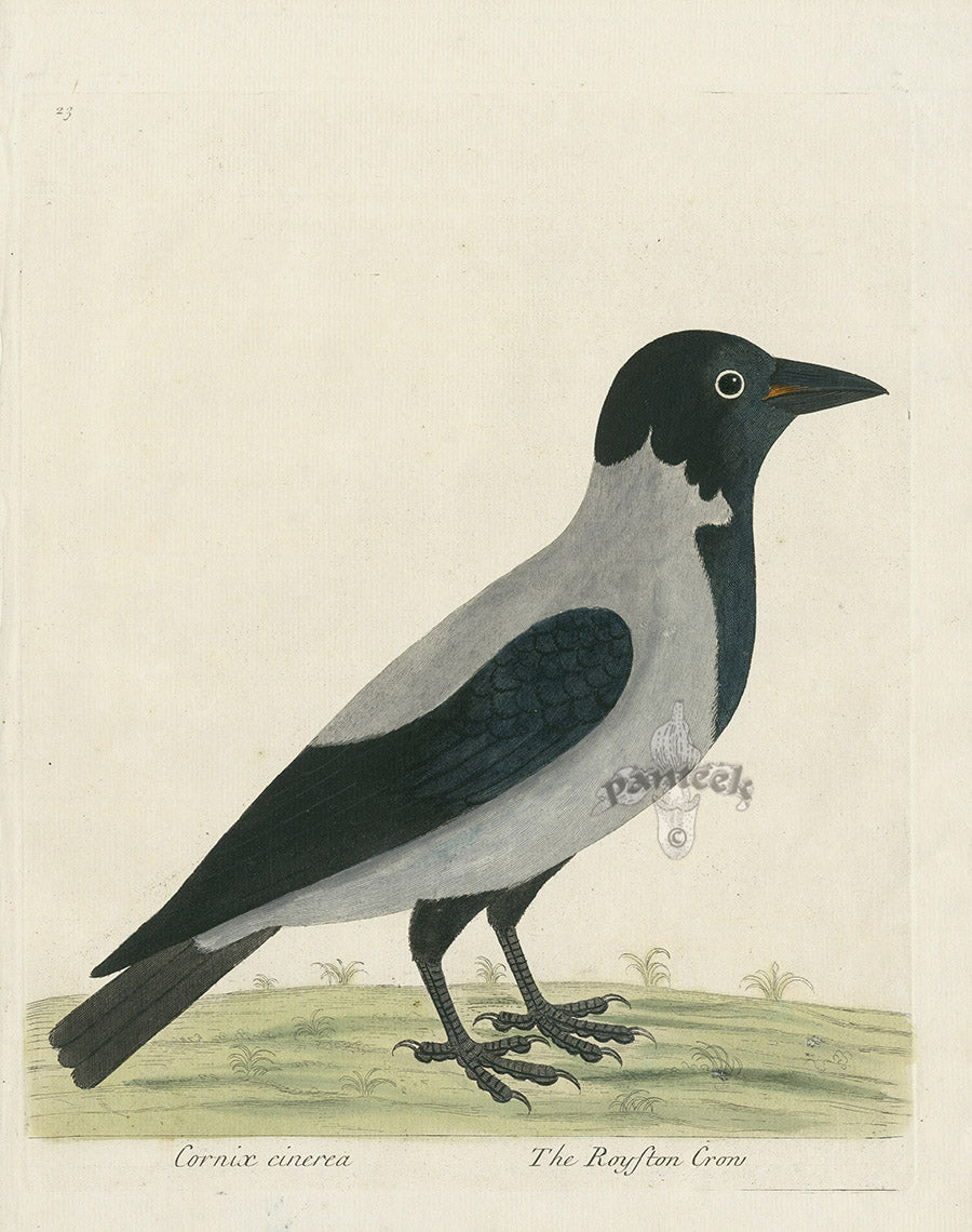 Albin Cornix cinerea, Royston Crow