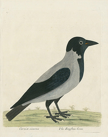 Albin Cornix cinerea, Royston Crow