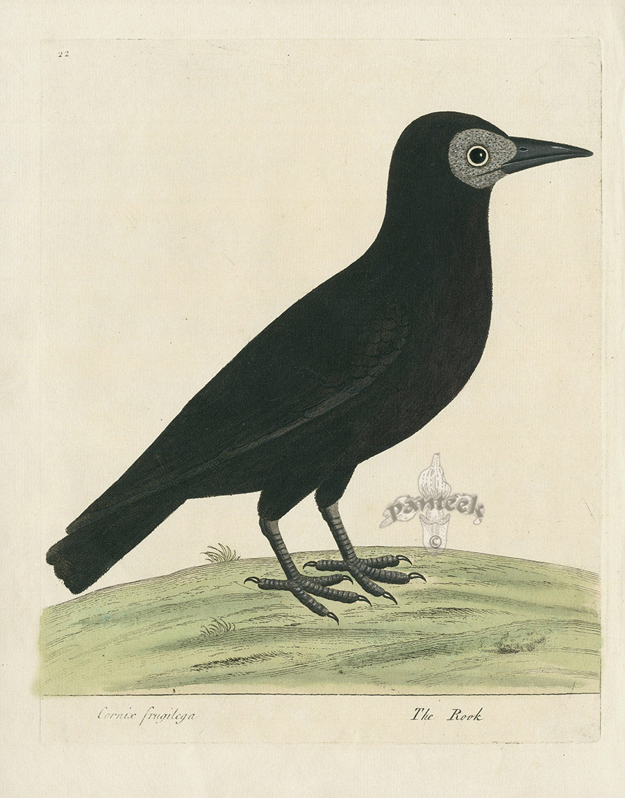 Albin Cornix fragilega, The Rook