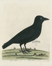 Albin Cornix nigra, The Crow - Panteek Antique Prints