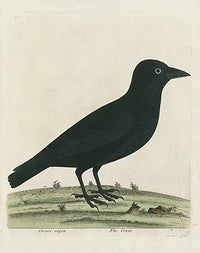 Albin Cornix nigra, The Crow - Panteek Antique Prints