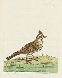 Albin Crested Lark - Panteek Antique Prints