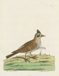 Albin Crested Lark - Panteek Antique Prints