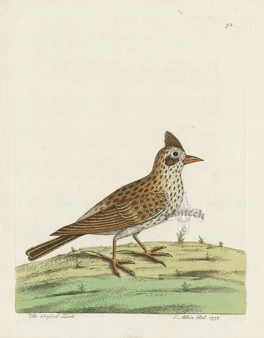 Albin Crested Lark - Panteek Antique Prints