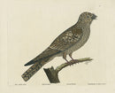 Albin Goatsucker or Churn Owl - Panteek Antique Prints