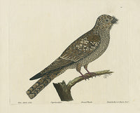 Albin Goatsucker or Churn Owl - Panteek Antique Prints