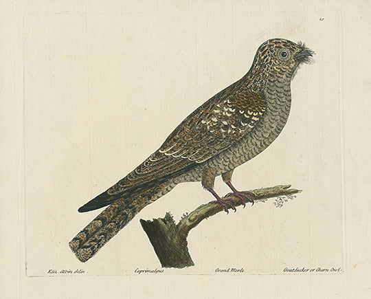 Albin Goatsucker or Churn Owl - Panteek Antique Prints