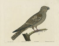 Albin Goatsucker or Churn Owl - Panteek Antique Prints