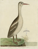 Albin Great Sea Loon or Diver - Panteek Antique Prints