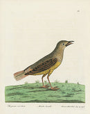 Albin Greater Red Start, Merula Saxatilis - Panteek Antique Prints