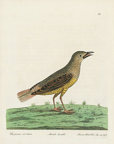Albin Greater Red Start, Merula Saxatilis