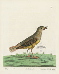 Albin Greater Red Start, Merula Saxatilis - Panteek Antique Prints