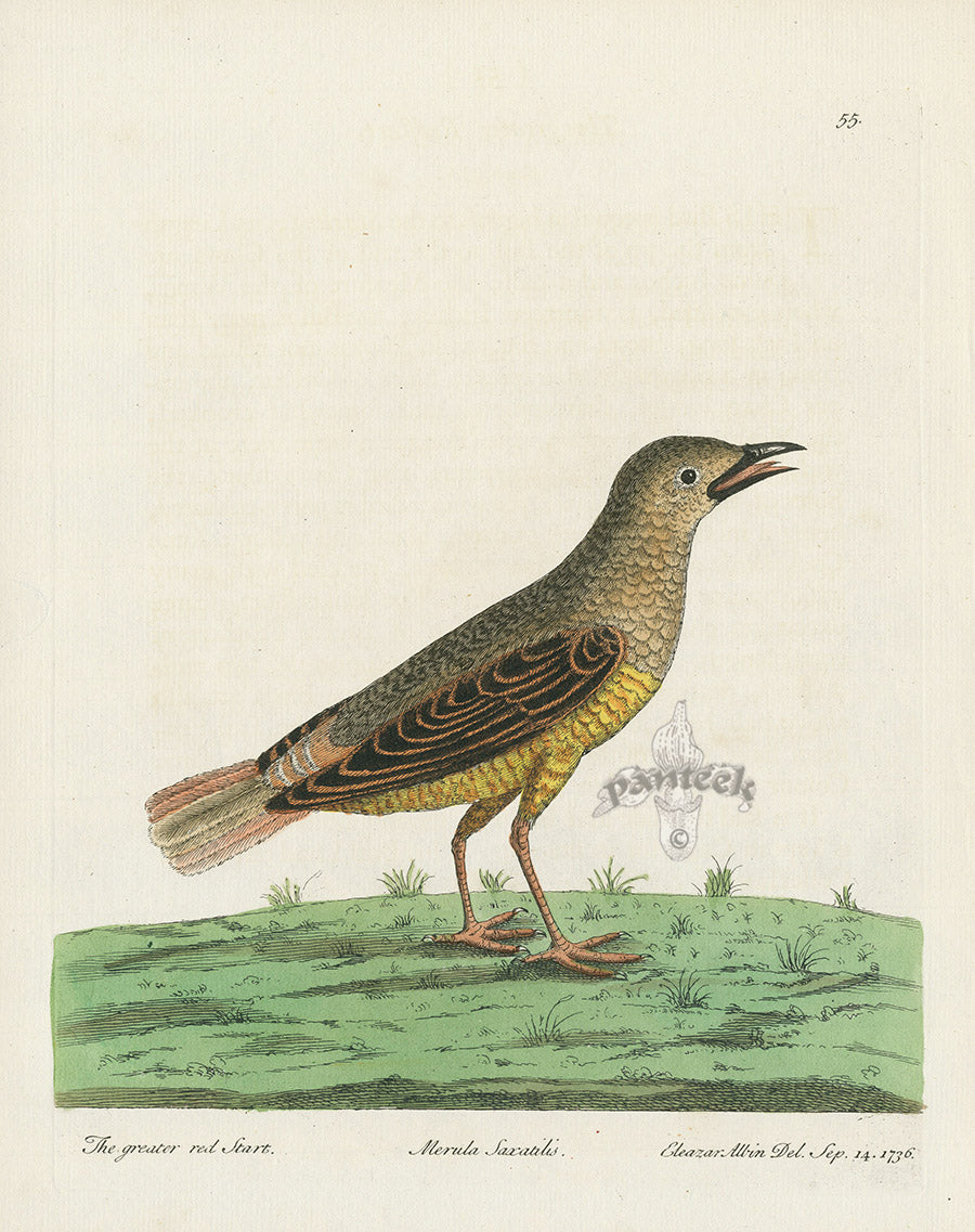 Albin Greater Red Start, Merula Saxatilis