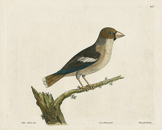 Albin Grosbeak, Coccothraustes