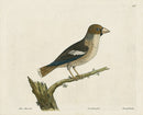 Albin Grosbeak, Coccothraustes - Panteek Antique Prints