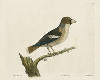 Albin Grosbeak, Coccothraustes - Panteek Antique Prints