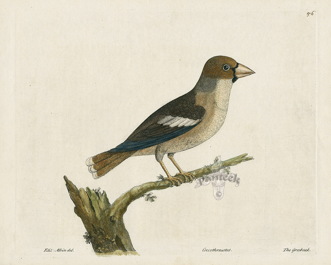 Albin Grosbeak, Coccothraustes