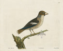 Albin Grosbeak, Coccothraustes - Panteek Antique Prints