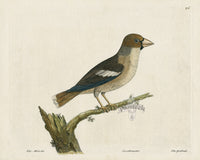 Albin Grosbeak, Coccothraustes - Panteek Antique Prints