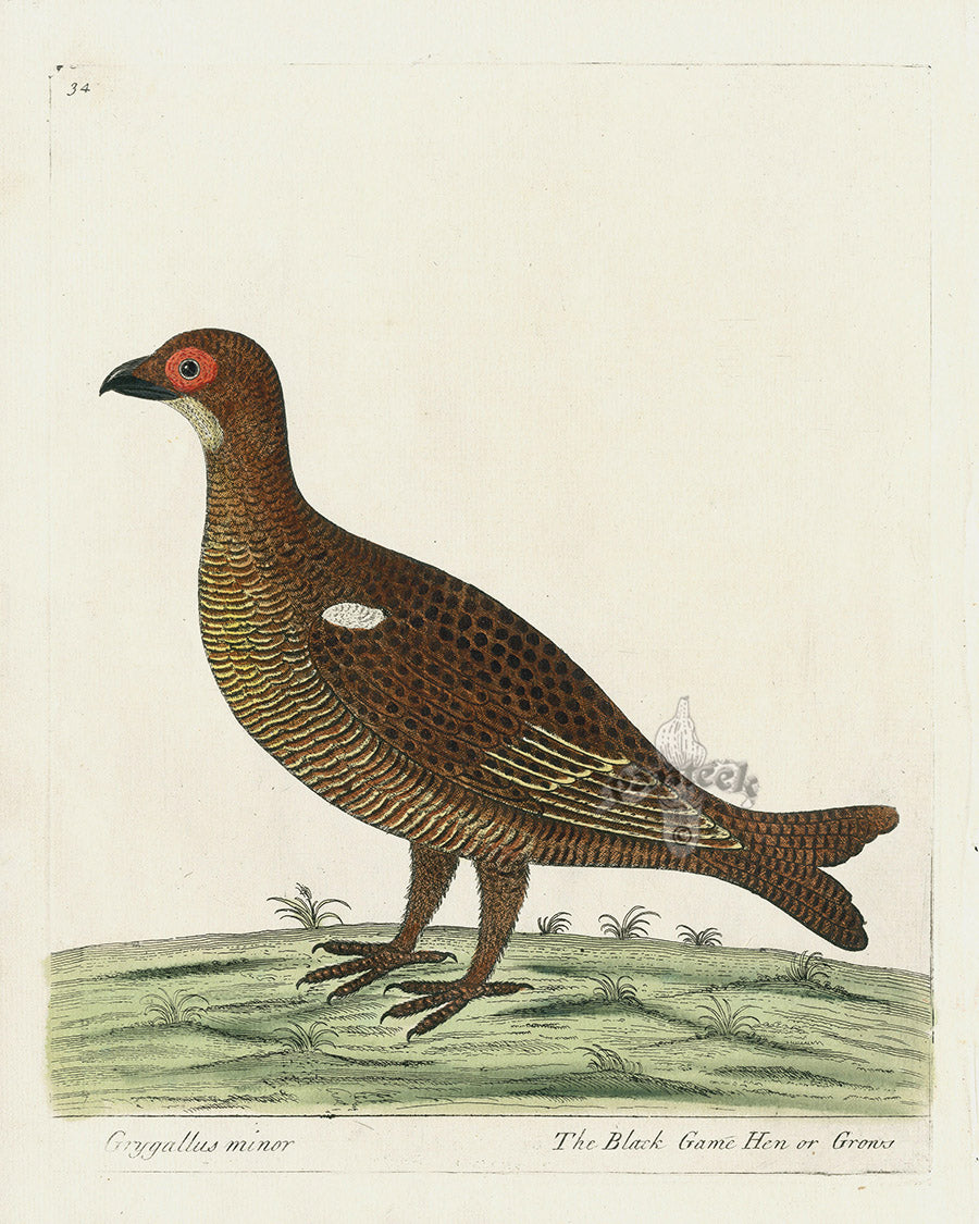 Albin Grygallus minor, Black Game Hen or Grous