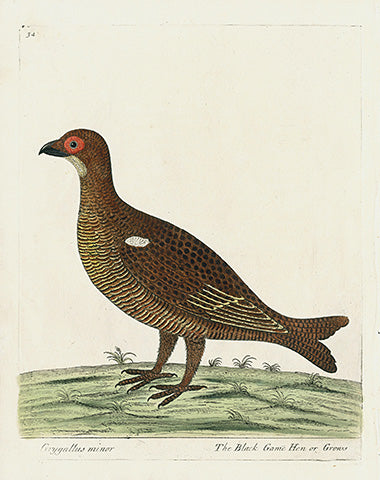 Albin Grygallus minor, Black Game Hen or Grous