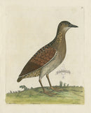 Albin Land Rail - Panteek Antique Prints