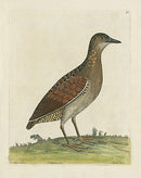 Albin Land Rail - Panteek Antique Prints